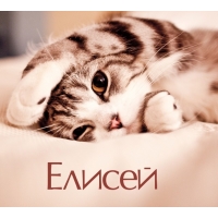Открытка открытки с именем Елисей - Котенок лежит на пледе. Открытка с котиком. | Красивая открытка #15