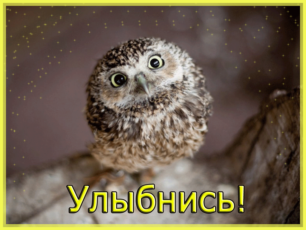 Открытка Открытки улыбнись - Открытка с милой совой: позитив и умиление | Красивая открытка #115