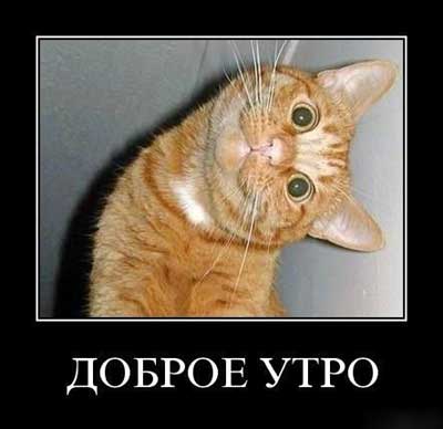Открытка Открытки с приколами доброе утро - Смешное "Доброе утро" с рыжим котом  Открытка | Красивая открытка #6