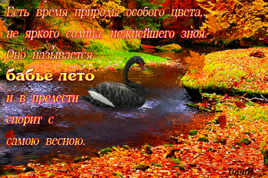Открытка Открытки на Бабье Лето - Черный лебедь на фоне осеннего леса | Красивая открытка #27