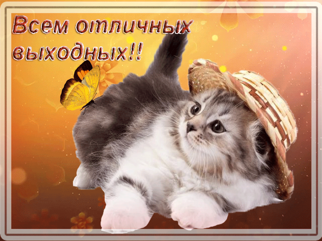 Открытка Выходные - Кот в шляпе с бабочкой - открытка с котенком | Красивая открытка #52