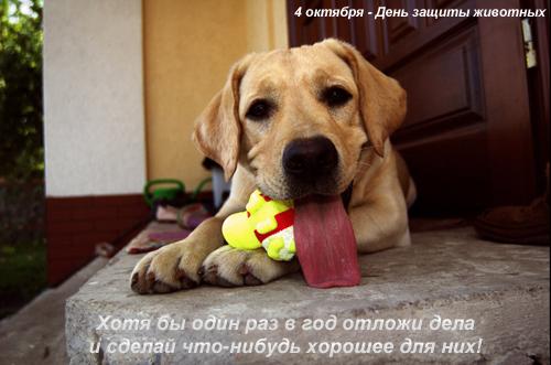 Открытка Открытки с днем защиты животных - Щенок с мячиком: милая открытка с собакой | Красивая открытка #3