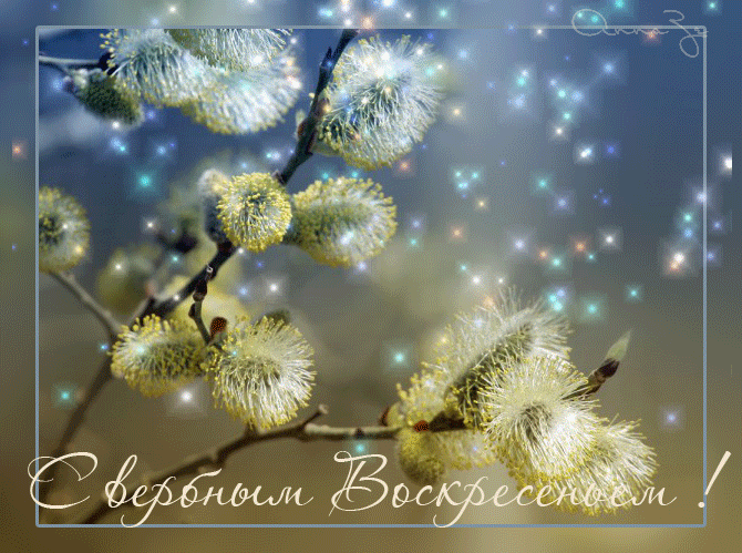 Открытка С вербным воскресеньем - Весенние ветки ивовых серёжек. Открытка с ивами. | Красивая открытка #35