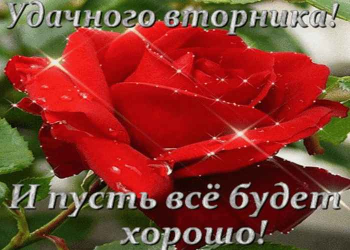 Открытка Дни недели - Красная роза на открытке: Красивая поздравительная открытка | Красивая открытка #1