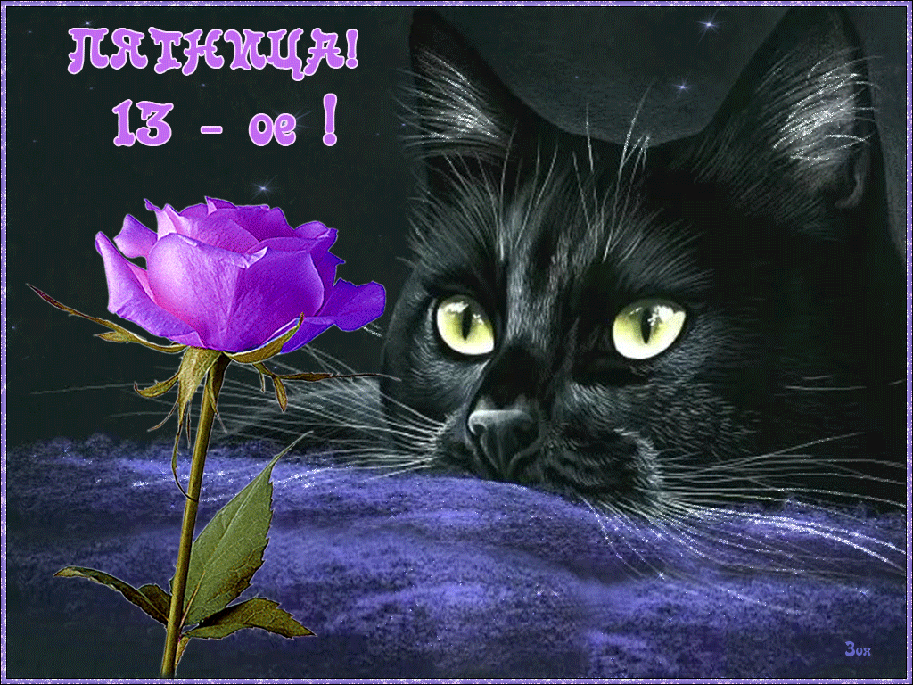 Открытка Пятница 13 - Кошка и фиолетовая роза - открытка с котиком | Красивая открытка #4
