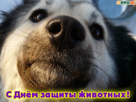 Открытка Открытки с днем защиты животных - Открытка с собакой: День защиты животных | Красивая открытка #12