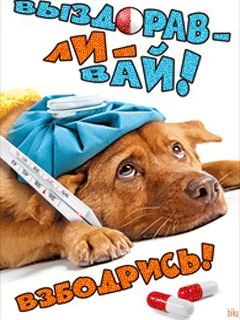 Открытка Открытки скорейшего выздоровления - Собака с градусником: смешная открытка с вылеченным питомцем | Красивая открытка #176
