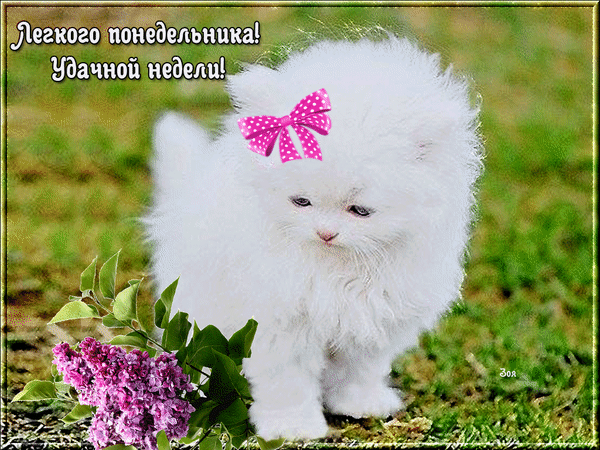 Открытка Открытки на понедельник - Белый котенок с цветами: открытка с милым питомцем | Красивая открытка #127