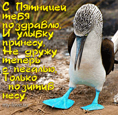 Открытка открытки с пожеланиями хорошей пятницы  - Открытка с пингвином: забавное поздравление | Красивая открытка #17
