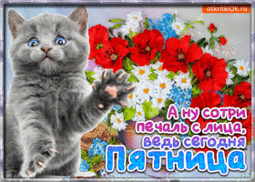 Открытка Открытки на пятницу - Открытка с котенком и цветами | Красивая открытка #169