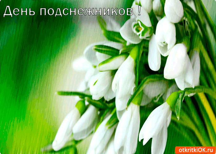Открытка С днём подснежника - Открытка с подснежниками: нежные цветы на зеленом фоне | Красивая открытка #15