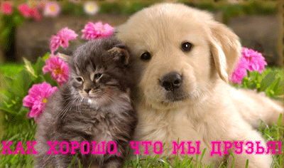 Открытка О дружбе - Котенок и щенок на лугу: милая открытка | Красивая открытка #73