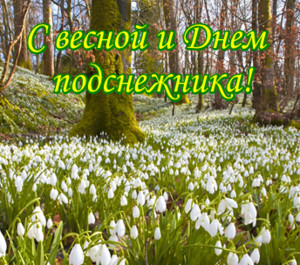 Открытка С днём подснежника - Подснежники на снегу: Весенняя открытка | Красивая открытка #51