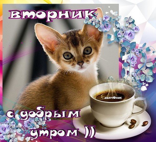 Открытка Вторник - Открытка с котенком на рассвете. | Красивая открытка #2