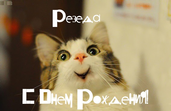 Открытка открытки с именем Резеда  - С Днем Рождения! Открытка с милым котенком | Красивая открытка #6