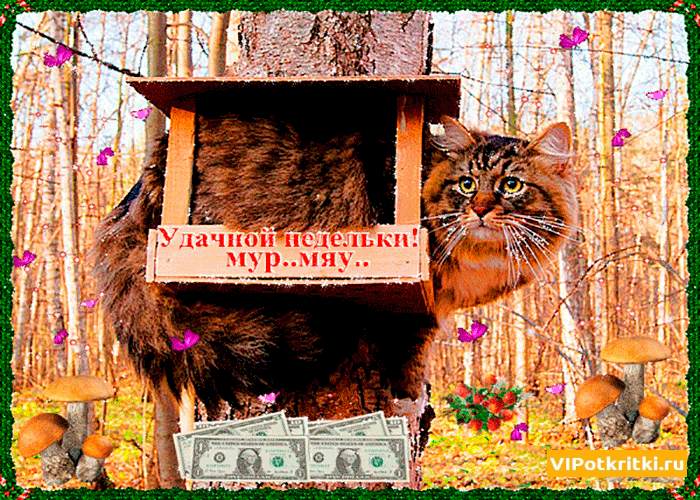 Открытка Удачи - Открытка с рыжим котом, грибами и деньгами | Красивая открытка #250