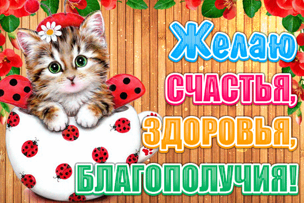 Открытка Открытки желаю здоровья - Открытка с котенком: С Днем Рождения! | Красивая открытка #23