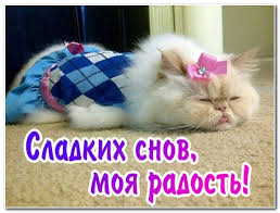 Открытка открытки с пожеланиями спокойной ночи  - Открытка: Спящий котенок с бантом. | Красивая открытка #13