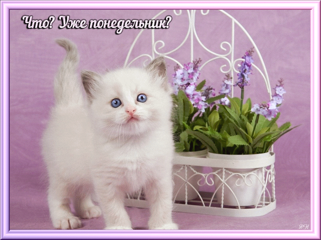 Открытка Открытки на понедельник - Милый котенок и цветы: открытка с котенком | Красивая открытка #192