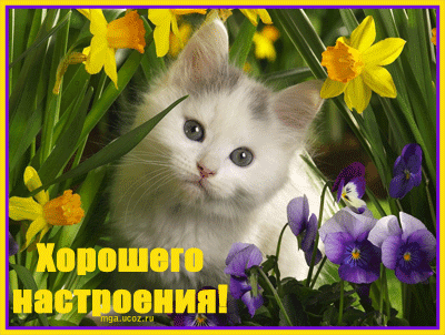 Открытка Открытки хорошего настроения - Открытка с котенком и цветами | Красивая открытка #234