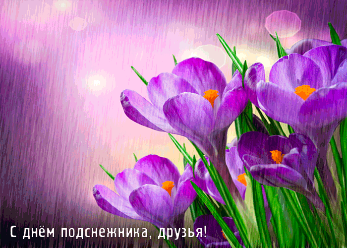 Открытка С днём подснежника - Фиолетовые цветы на пурпурном фоне | Красивая открытка #19