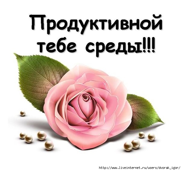 Открытка Открытки на среду - Розовая роза на открытке - поздравления с праздником | Красивая открытка #42