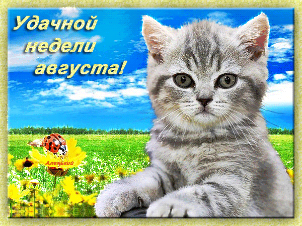 Открытка Удачи - Открытка с котенком и подсолнухами | Красивая открытка #101