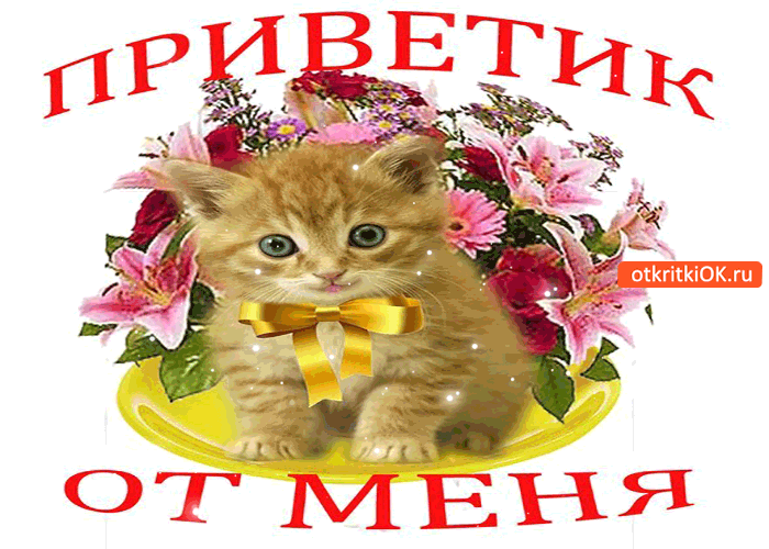 Открытка Открытки с приветствиями  - Открытка с котенком и цветами  поздравительная картинка | Красивая открытка #18