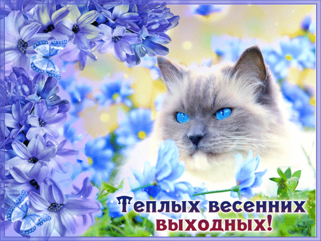 Открытка Открытки хороших выходных - Открытка с котиком и цветами: Приветствие, С Днём Рождения | Красивая открытка #62