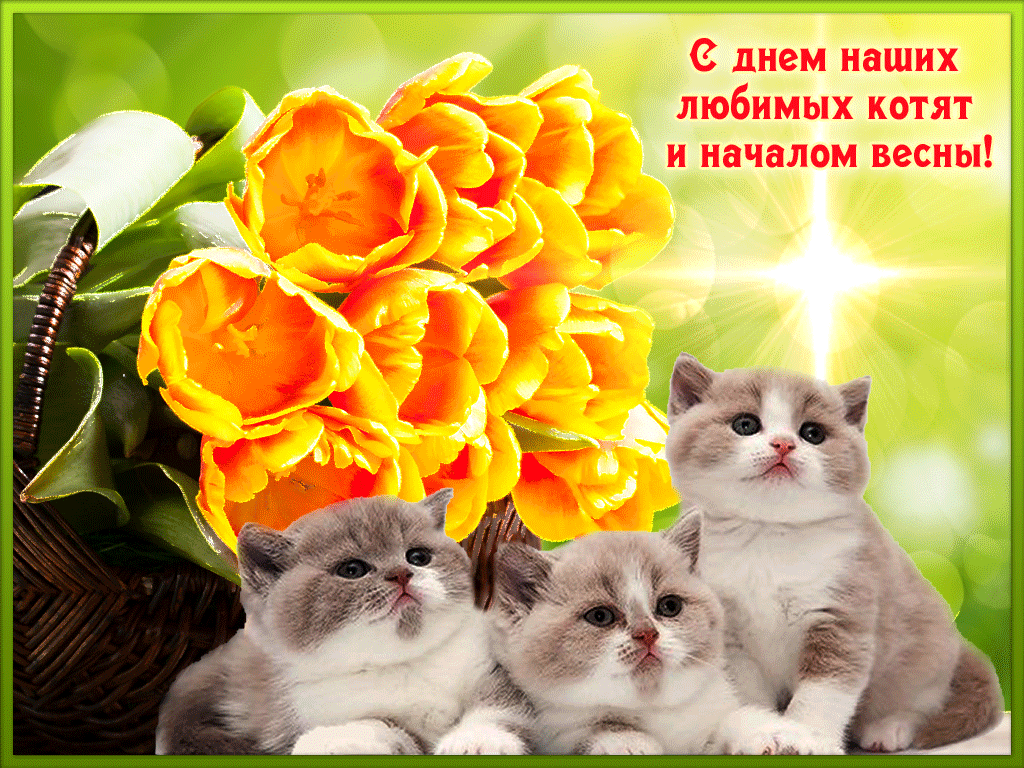 Открытка День Кошек - Открытка с тюльпанами и котятами | Красивая открытка #43