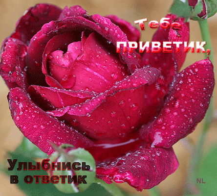Открытка Улыбнись - Алая роза: открытка с цветами | Красивая открытка #218