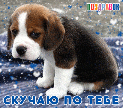 Открытка Открытки скучаю по тебе - Открытка с щенком бигль: Скучаю по тебе | Красивая открытка #123