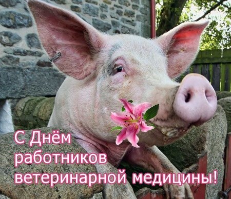 Открытка Открытки с днем ветеринара - С Днём ветеринара! Открытка с поросенком и цветком | Красивая открытка #2