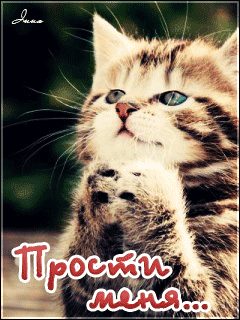Открытка открытки с извинениями  - Открытка с котенком: проси меня | Красивая открытка #72