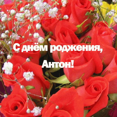 Открытка открытки с именем Антон  - Открытка: Красные розы и белые цветы | Красивая открытка #36