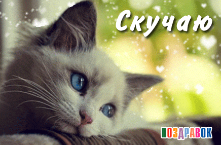 Открытка Скучаю - Близкий план котенка с голубыми глазами | Красивая открытка #58
