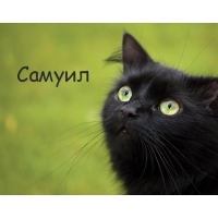 Открытка Открытки с именем Самуил - Черный кот на открытке: милый взгляд | Красивая открытка #17
