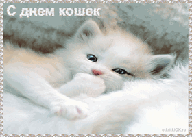 Открытка Открытки с днем кошек - Милый котенок на открытке: фото, картинка | Красивая открытка #16