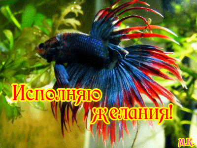 Открытка Открытки пусть сбудутся мечты - Яркий петушок: открытка с рыбой | Красивая открытка #66