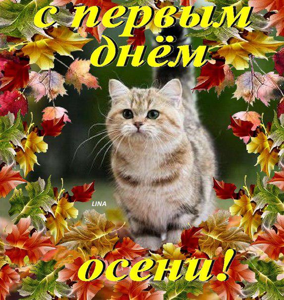 Открытка Первый день осени - Открытка с рыжим котом на фоне осенних листьев | Красивая открытка #139
