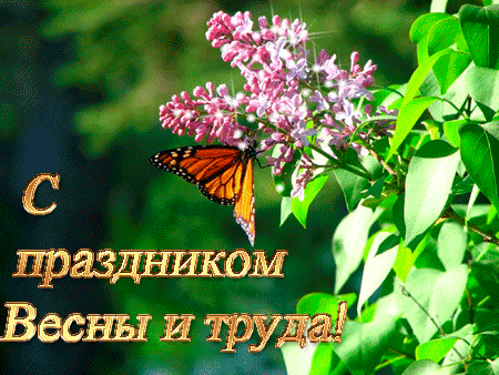 Открытка С сиренью - Открытка: Весенний цвет цветущей сирени и бабочка | Красивая открытка #227