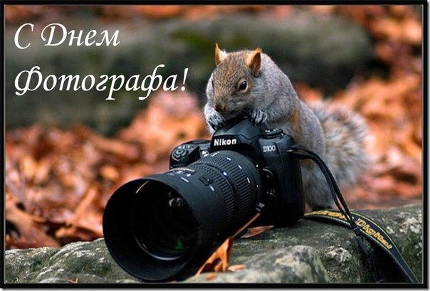 Открытка Открытки с днем фотографа - Белка с фотоаппаратом: Открытка с днем рождения | Красивая открытка #19
