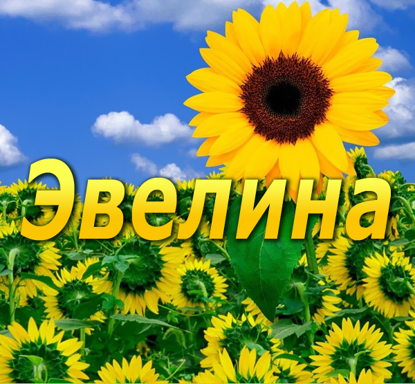 Открытка открытки с именем Эвелина - Подсолнухи на фоне голубого неба. Открытка | Красивая открытка #18