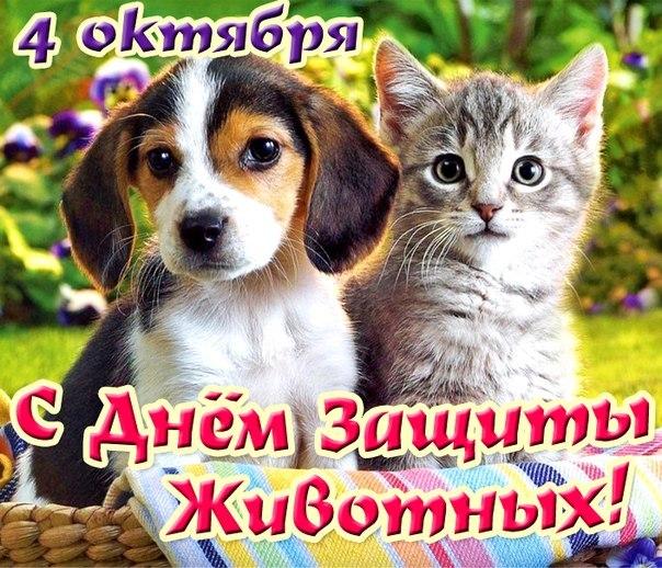 Открытка Открытки с днем защиты животных - Открытка С Днём Животных: Кошка и щенок | Красивая открытка #16