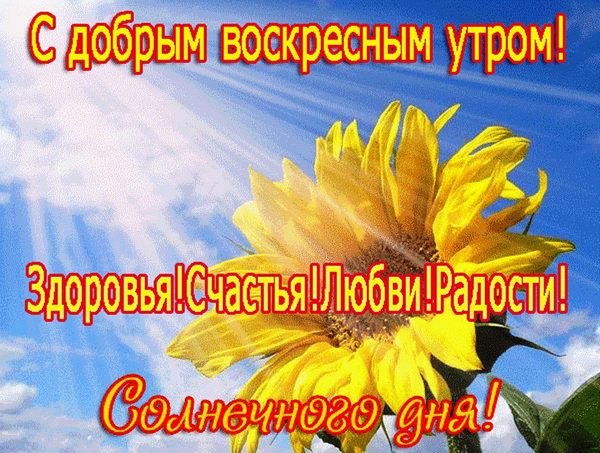 Открытка Открытки на воскресенье - Подсолнух на фоне голубого неба. Открытка с надписью "С добрым утром!". | Красивая открытка #65