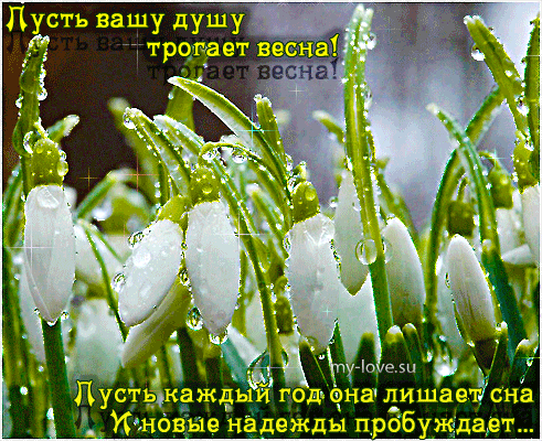 Открытка Открытки весенняя пора - Подснежники: Весенняя открытка с цветами | Красивая открытка #194