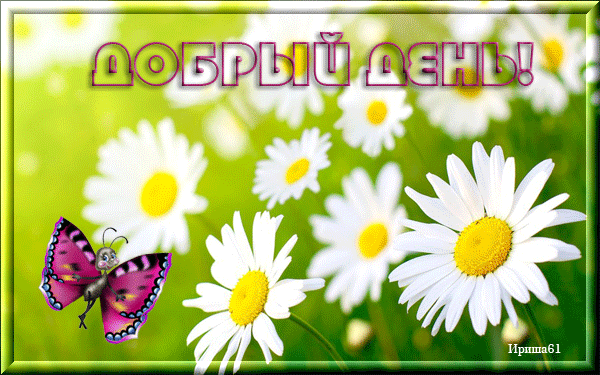 Открытка добрый день - Открытка: ромашки и бабочка | Красивая открытка #89