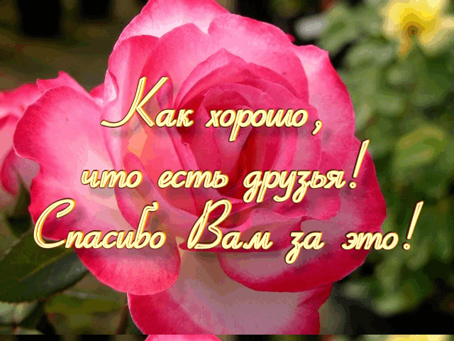 Открытка открытки с благодарностью  - Розовые розы на открытке | Красивая открытка #72