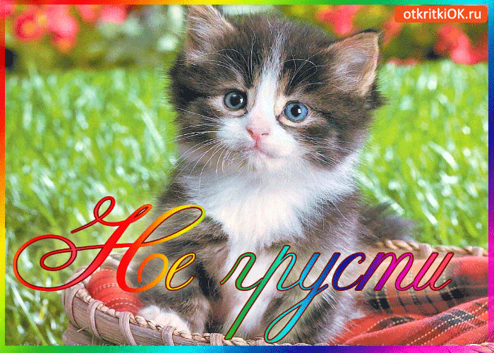 Открытка Не грусти - Открытка с котенком на плетеной корзине | Красивая открытка #64