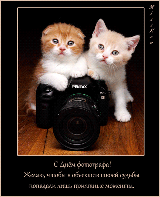 Открытка День фотографа - Открытка с котятами и фотоаппаратом: С Днем фотографа! | Красивая открытка #27
